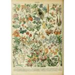wildflowers poster