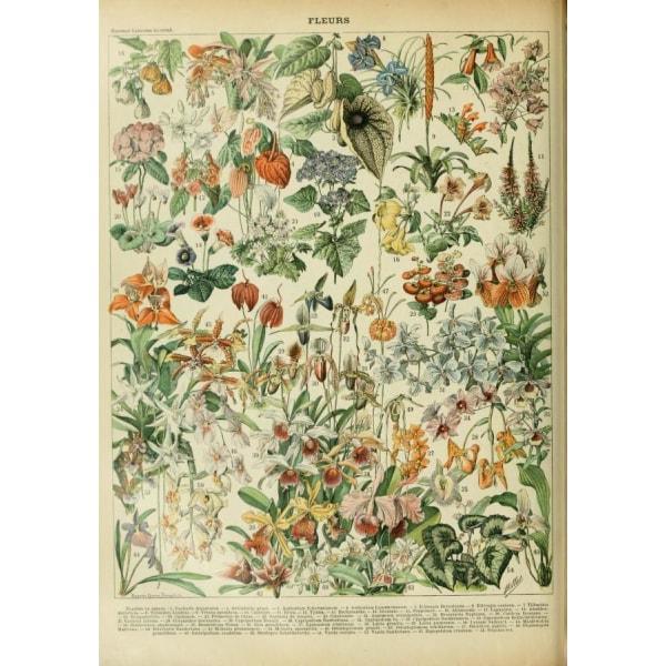 wildflowers poster wildflowers poster