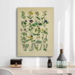 vintage herbarium poster