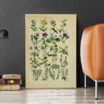 vintage herbarium poster