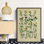 vintage herbarium poster