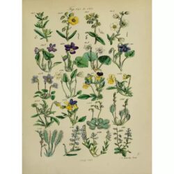 vintage herbarium poster