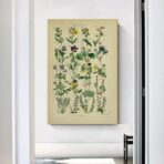 vintage herbarium poster