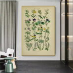 vintage herbarium poster