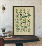 vintage herbarium poster