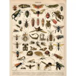 vintage insect poster 1