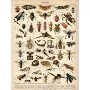 vintage insect poster 1