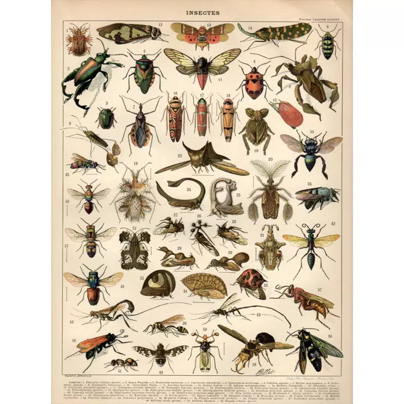 vintage insect poster 1 vintage insect poster 1