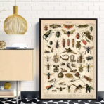 vintage insect poster 1