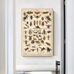 vintage insect poster 1