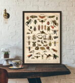vintage insect poster 1