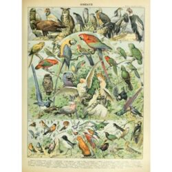 vintage bird poster