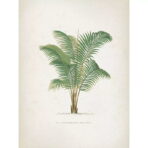 vintage palm poster