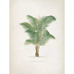 vintage palm poster