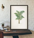 vintage palm poster
