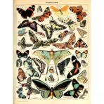 vintage butterfly poster