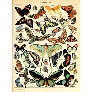 vintage butterfly poster