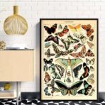 vintage butterfly poster