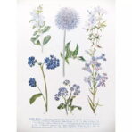 vintage plant poster 1