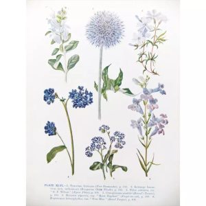 vintage plant poster 1