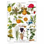 vintage plant poster