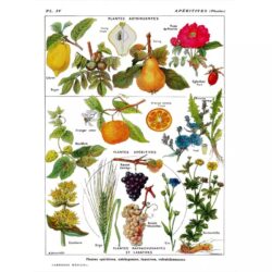 vintage plant poster