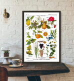 vintage plant poster