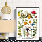 vintage plant poster
