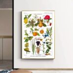 vintage plant poster