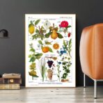 vintage plant poster