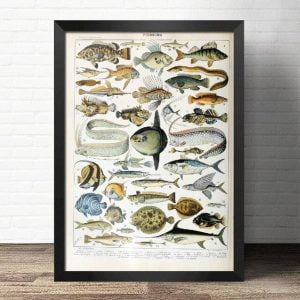 poster vintage fish