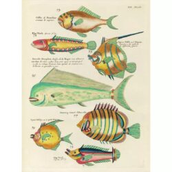 vintage fish poster 1
