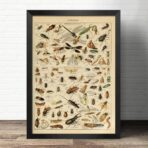 poster insect