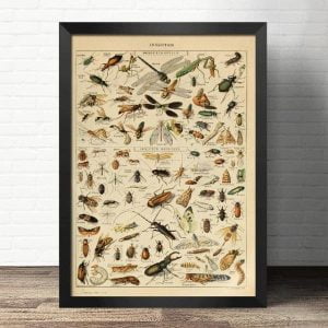poster insect