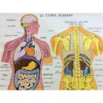 vintage poster human body