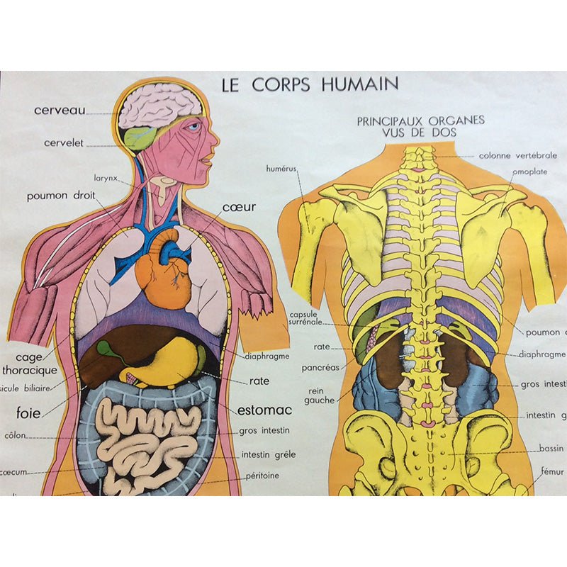 vintage poster human body vintage poster human body