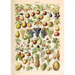 vintage fruit poster