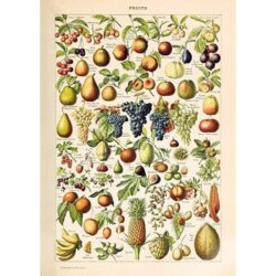 vintage fruit poster