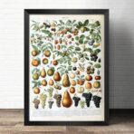 poster fruit