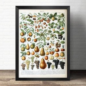 poster fruit