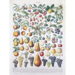 vintage fruit poster 1