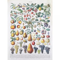 vintage fruit poster 1