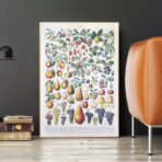 vintage fruit poster 1