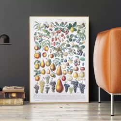 vintage fruit poster 1