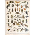 vintage insect poster