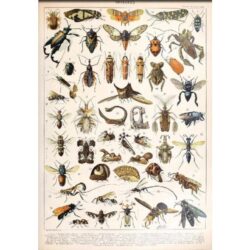 vintage insect poster