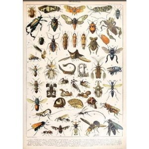 vintage insect poster