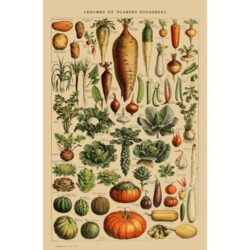 vintage vegetable poster