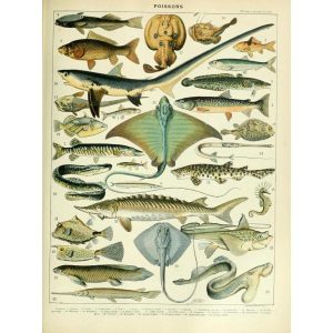 vintage fish poster