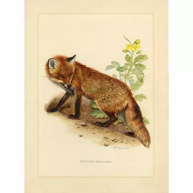 vintage fox poster vintage fox poster